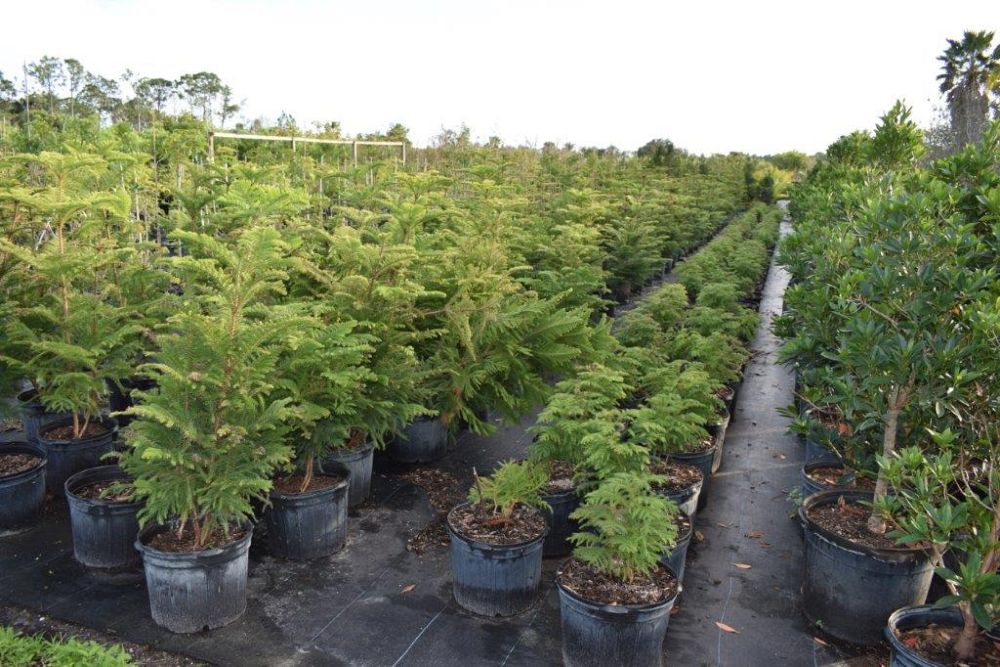 araucaria-heterophylla-norfolk-island-pine-araucaria-excelsa