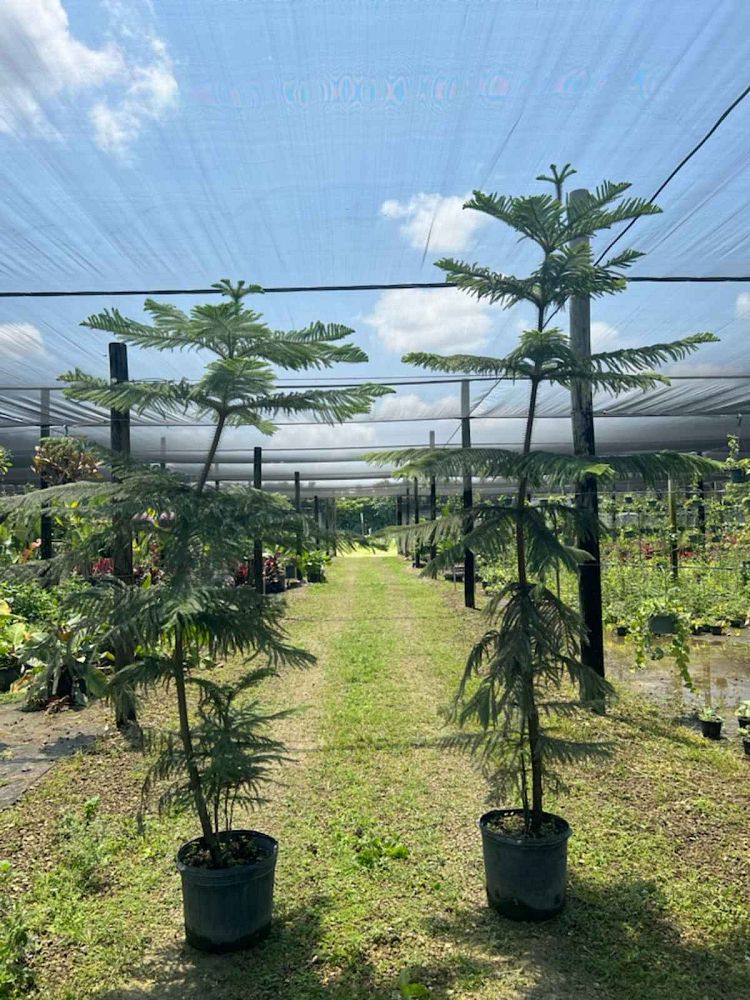 araucaria-heterophylla-norfolk-island-pine-araucaria-excelsa