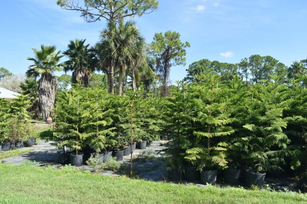 araucaria-heterophylla-norfolk-island-pine-araucaria-excelsa