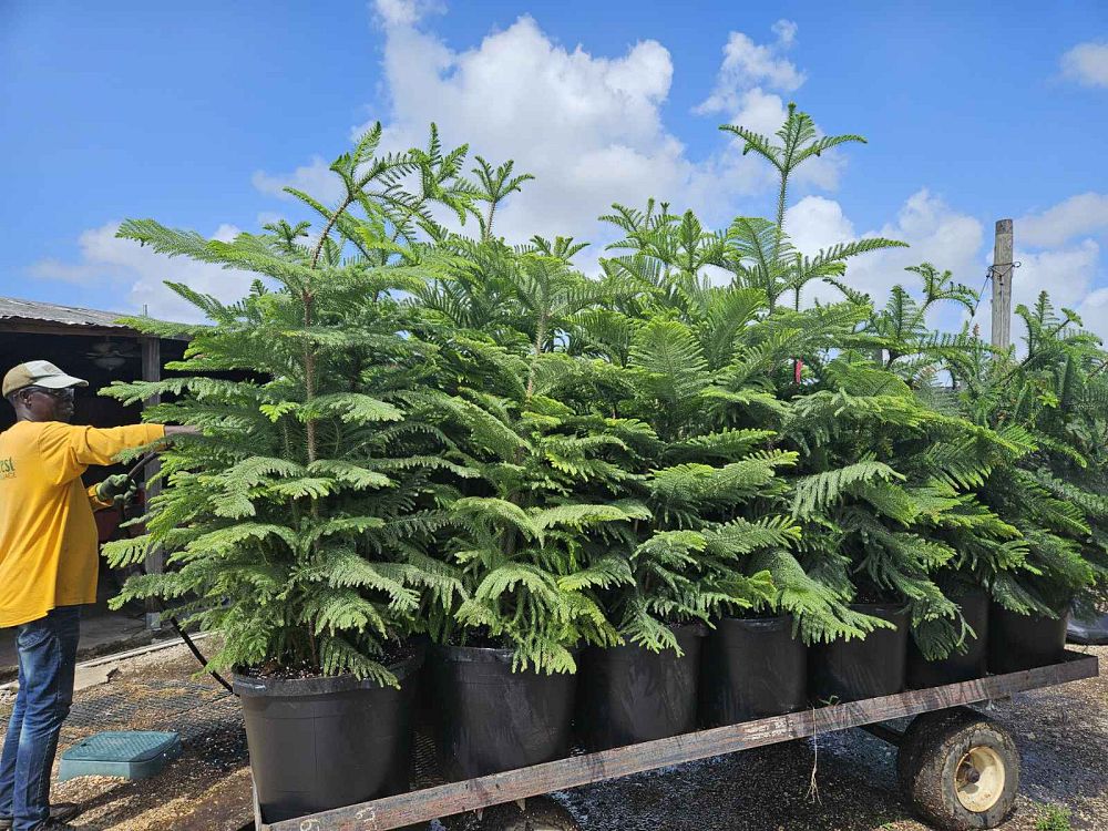 araucaria-heterophylla-norfolk-island-pine-araucaria-excelsa