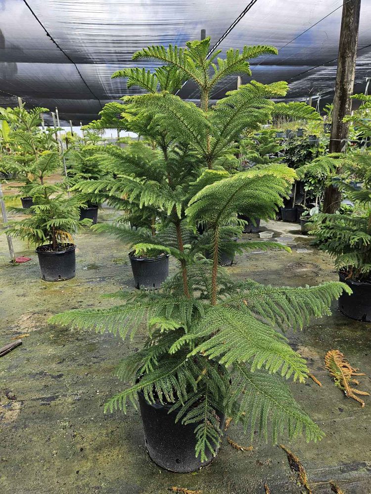 araucaria-heterophylla-norfolk-island-pine-araucaria-excelsa
