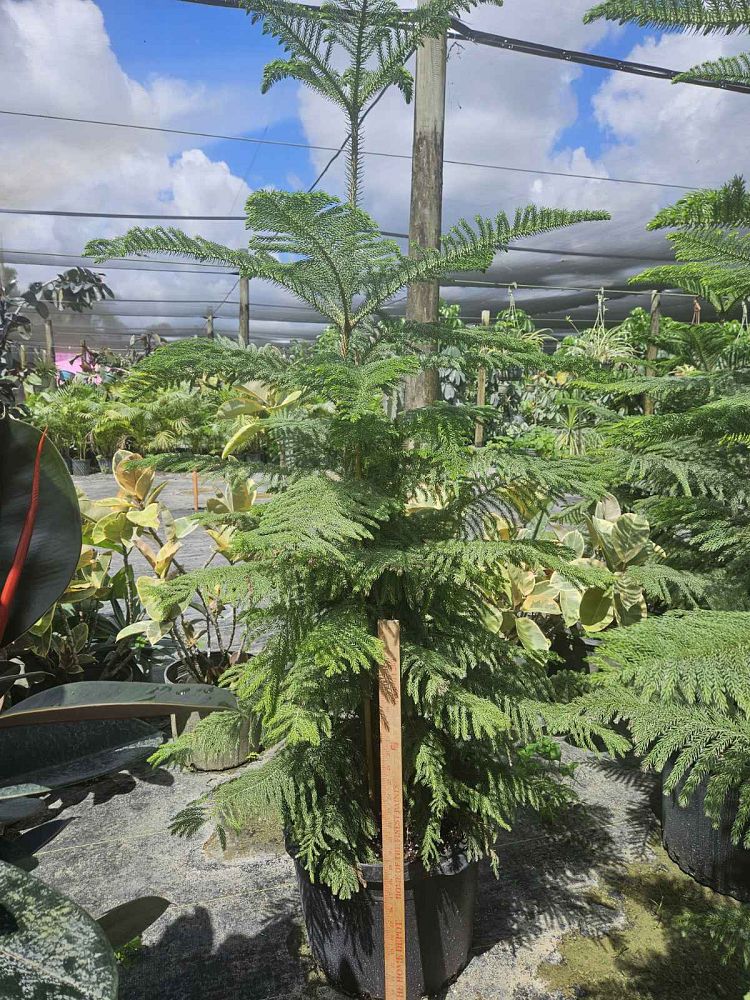 araucaria-heterophylla-norfolk-island-pine-araucaria-excelsa