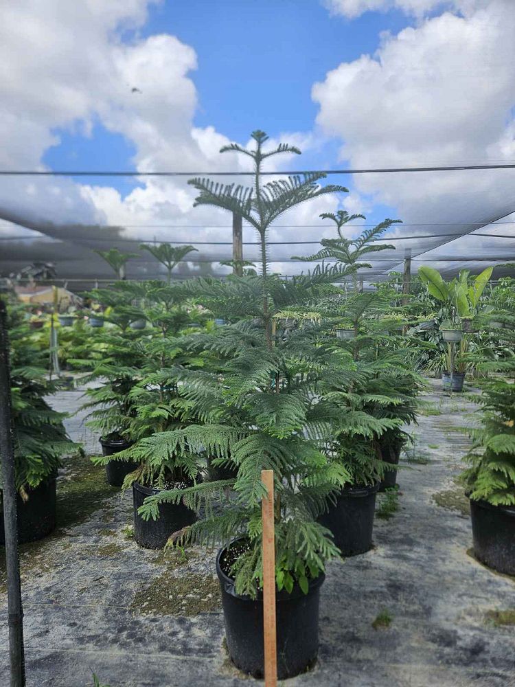 araucaria-heterophylla-norfolk-island-pine-araucaria-excelsa