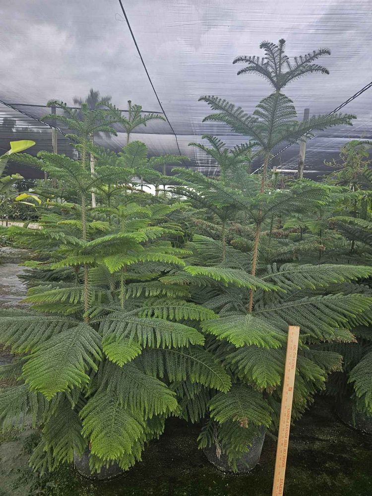 araucaria-heterophylla-norfolk-island-pine-araucaria-excelsa