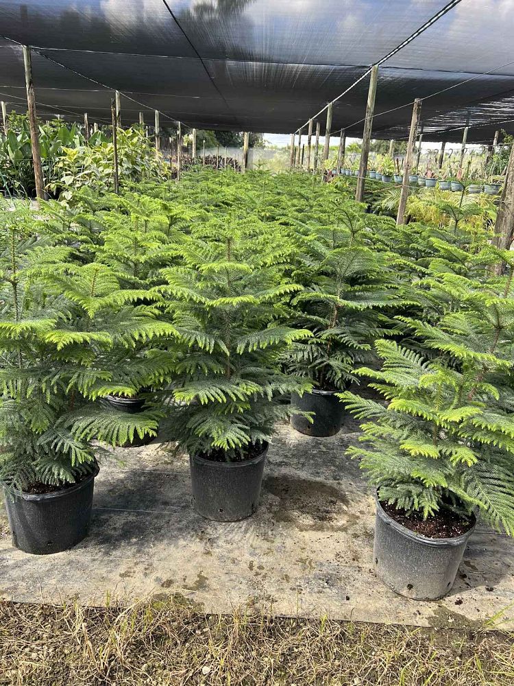 araucaria-heterophylla-norfolk-island-pine-araucaria-excelsa