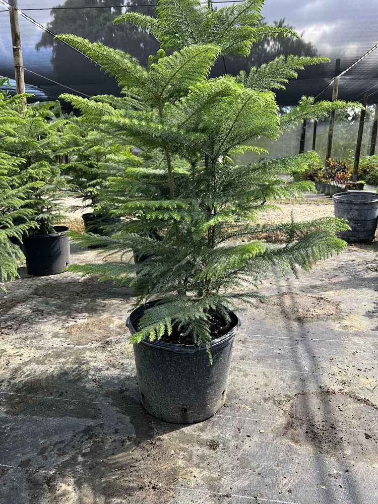 araucaria-heterophylla-norfolk-island-pine-araucaria-excelsa