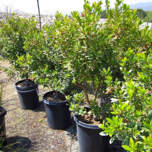 arbutus-unedo-compacta-strawberry-tree-dwarf