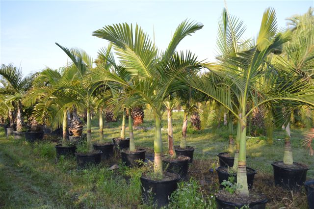 archontophoenix-alexandrae-king-alexander-palm