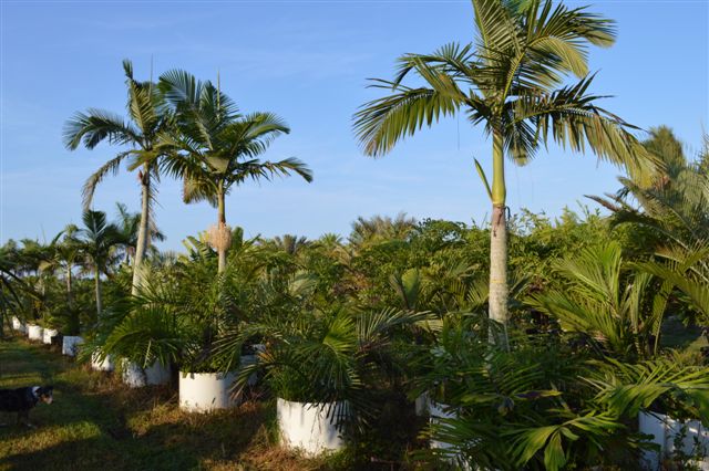 archontophoenix-alexandrae-king-alexander-palm
