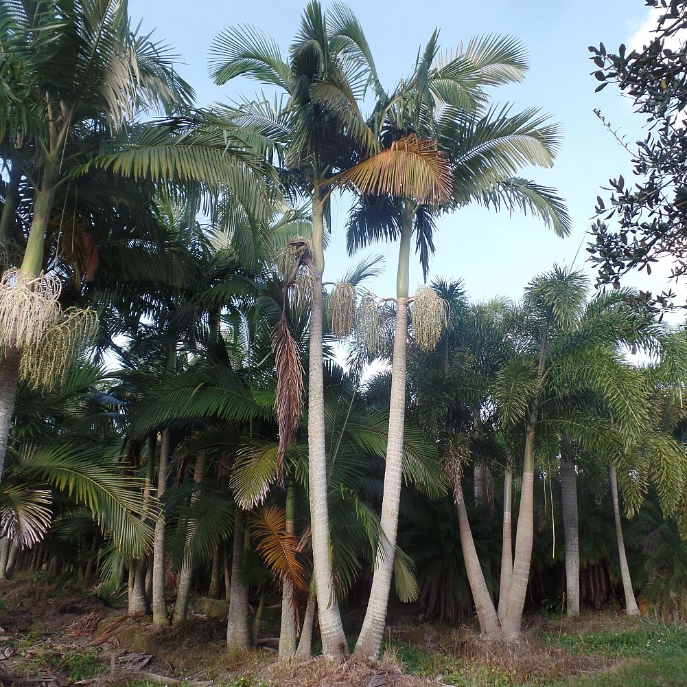 archontophoenix-alexandrae-king-alexander-palm
