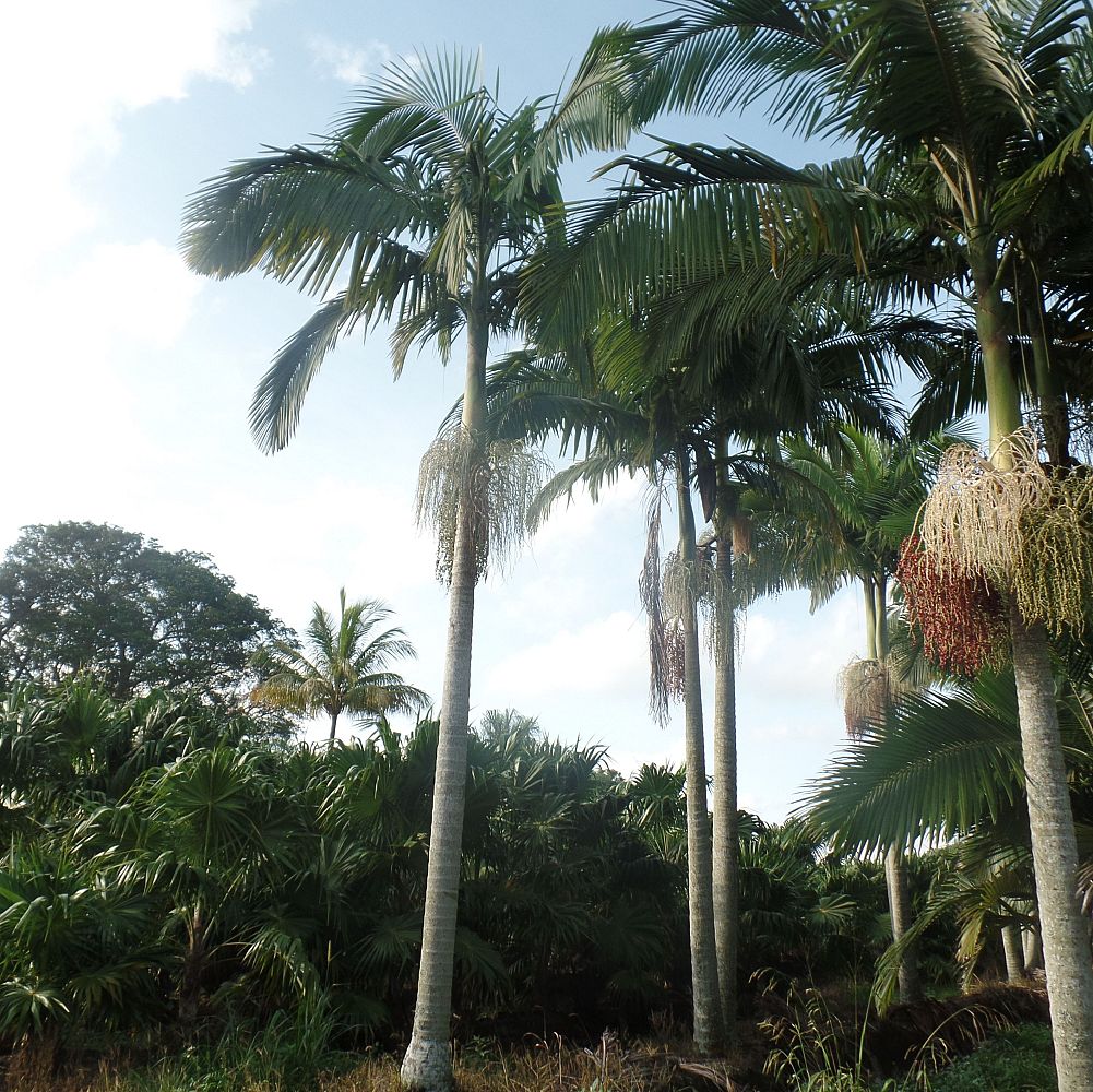 archontophoenix-alexandrae-king-alexander-palm