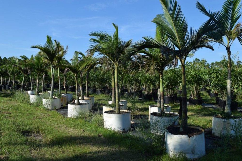 archontophoenix-alexandrae-king-alexander-palm