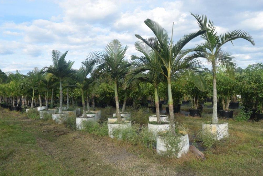 archontophoenix-alexandrae-king-alexander-palm