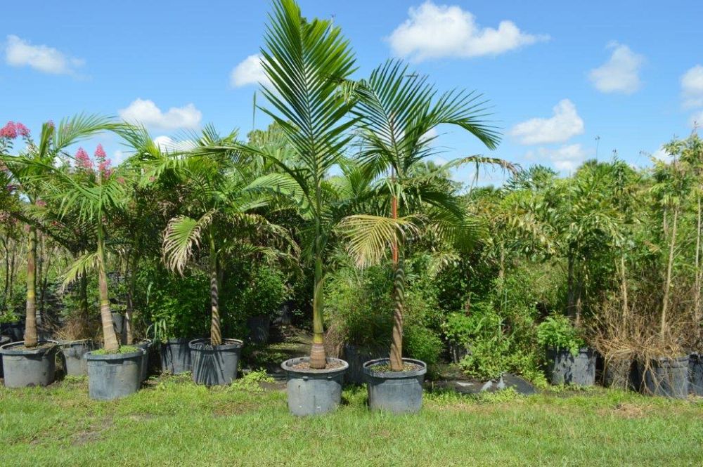archontophoenix-alexandrae-king-alexander-palm