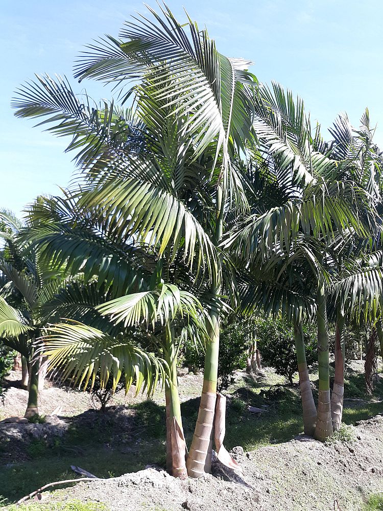 archontophoenix-alexandrae-king-alexander-palm