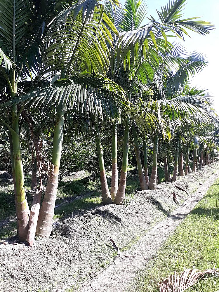 archontophoenix-alexandrae-king-alexander-palm