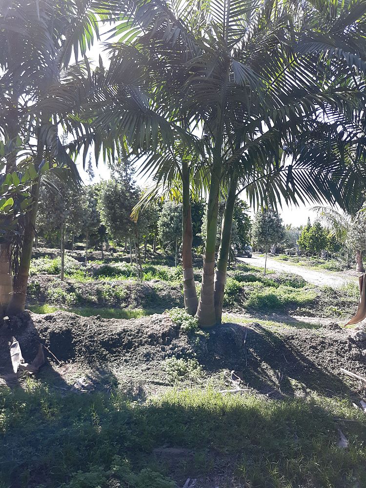 archontophoenix-alexandrae-king-alexander-palm