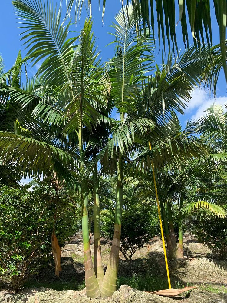 archontophoenix-alexandrae-king-alexander-palm