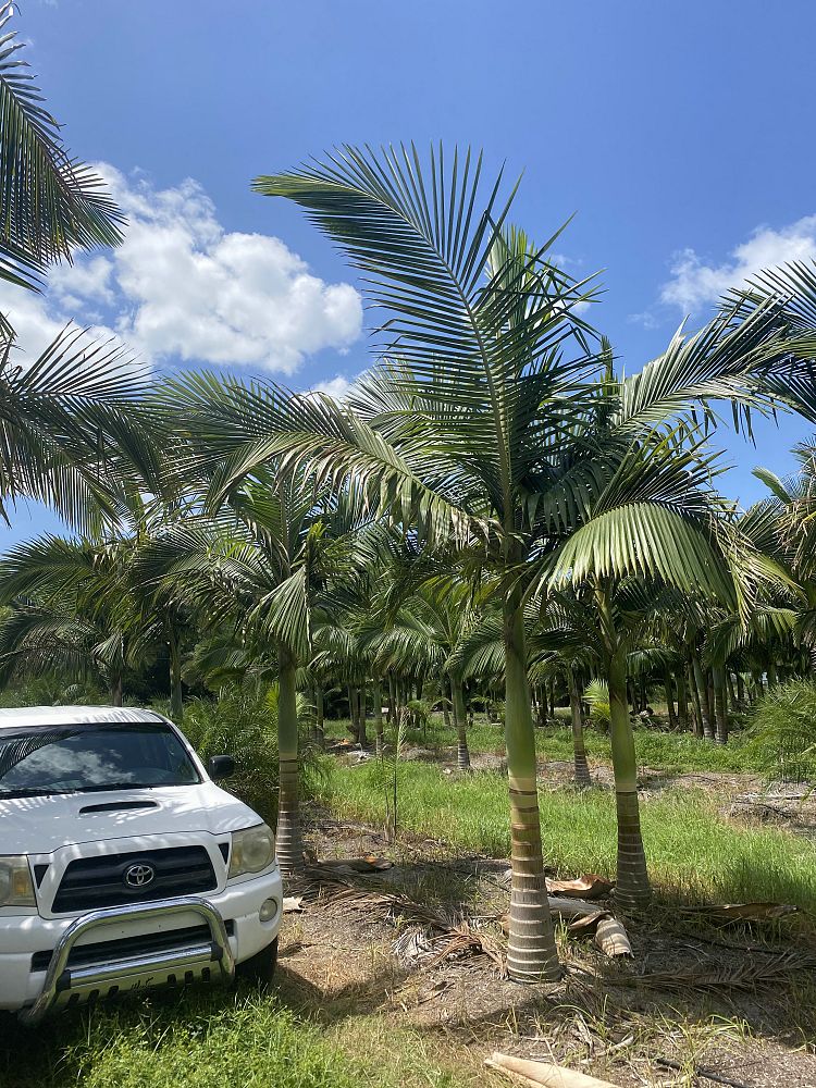 archontophoenix-alexandrae-king-alexander-palm