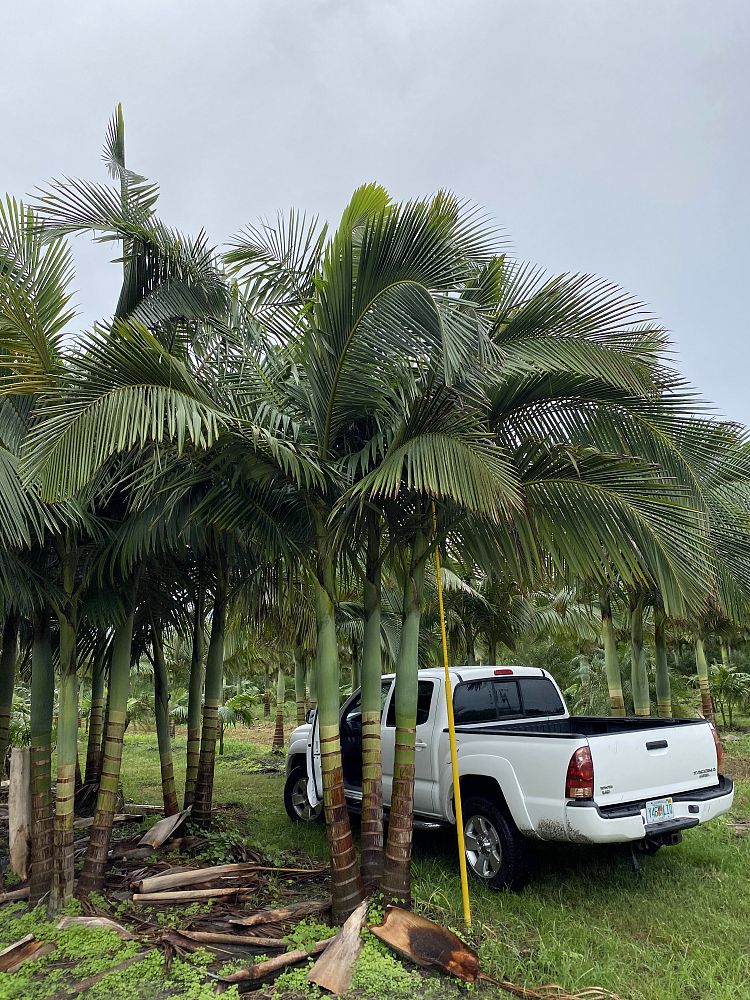 archontophoenix-alexandrae-king-alexander-palm