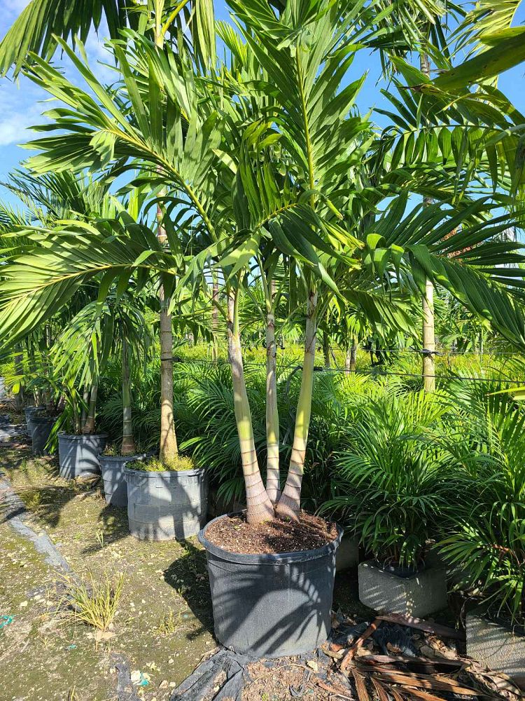 archontophoenix-alexandrae-king-alexander-palm