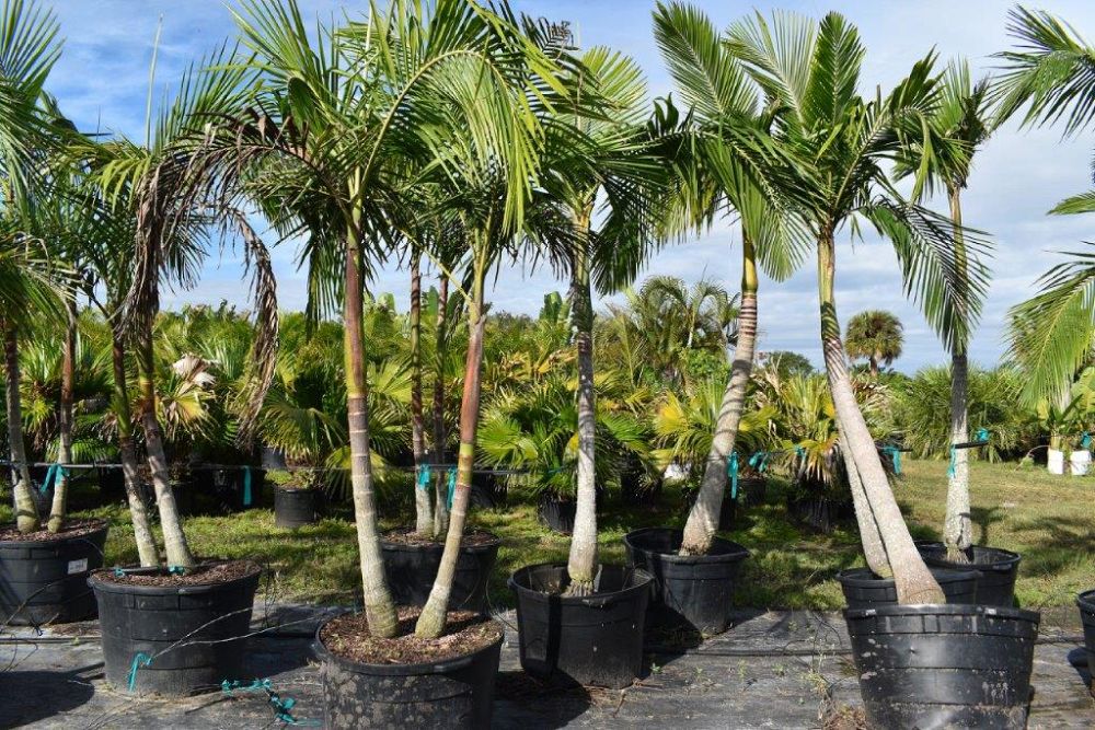 archontophoenix-alexandrae-king-alexander-palm