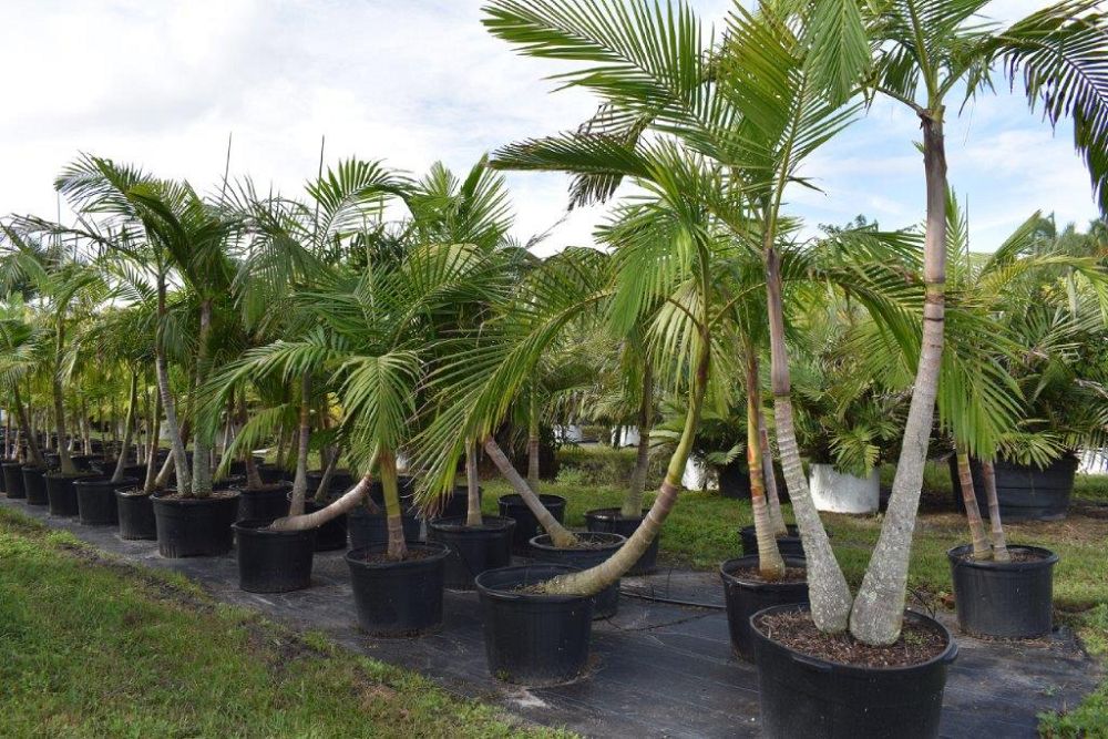 archontophoenix-alexandrae-king-alexander-palm
