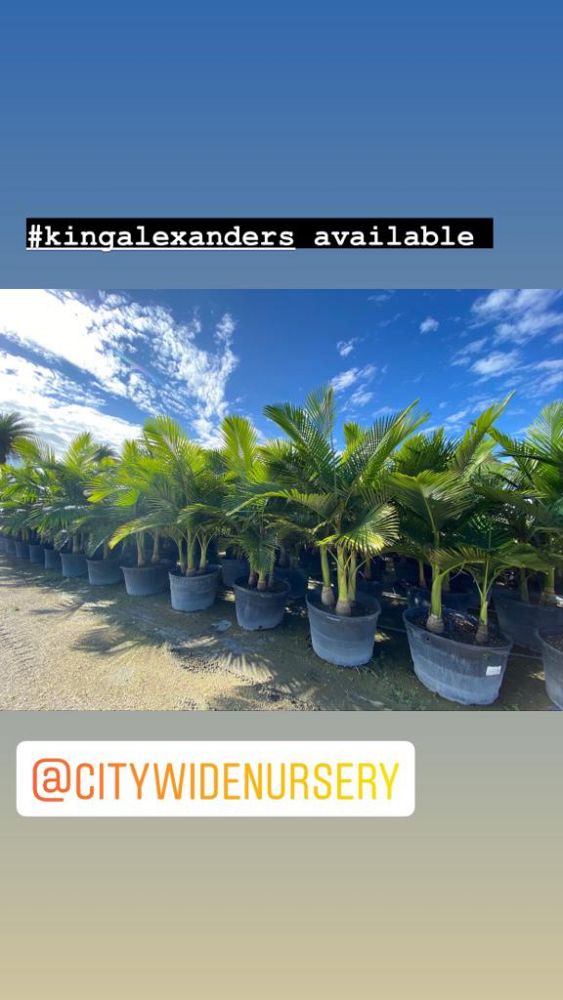 archontophoenix-alexandrae-king-alexander-palm