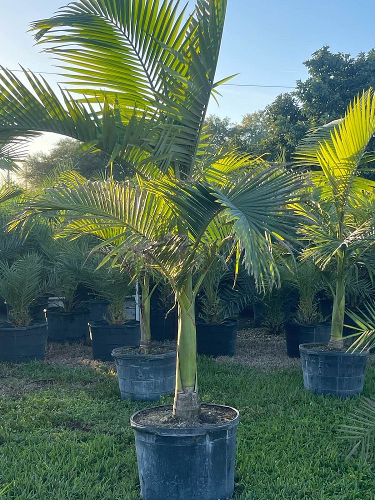 archontophoenix-alexandrae-king-alexander-palm