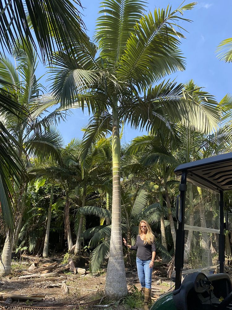 archontophoenix-alexandrae-king-alexander-palm