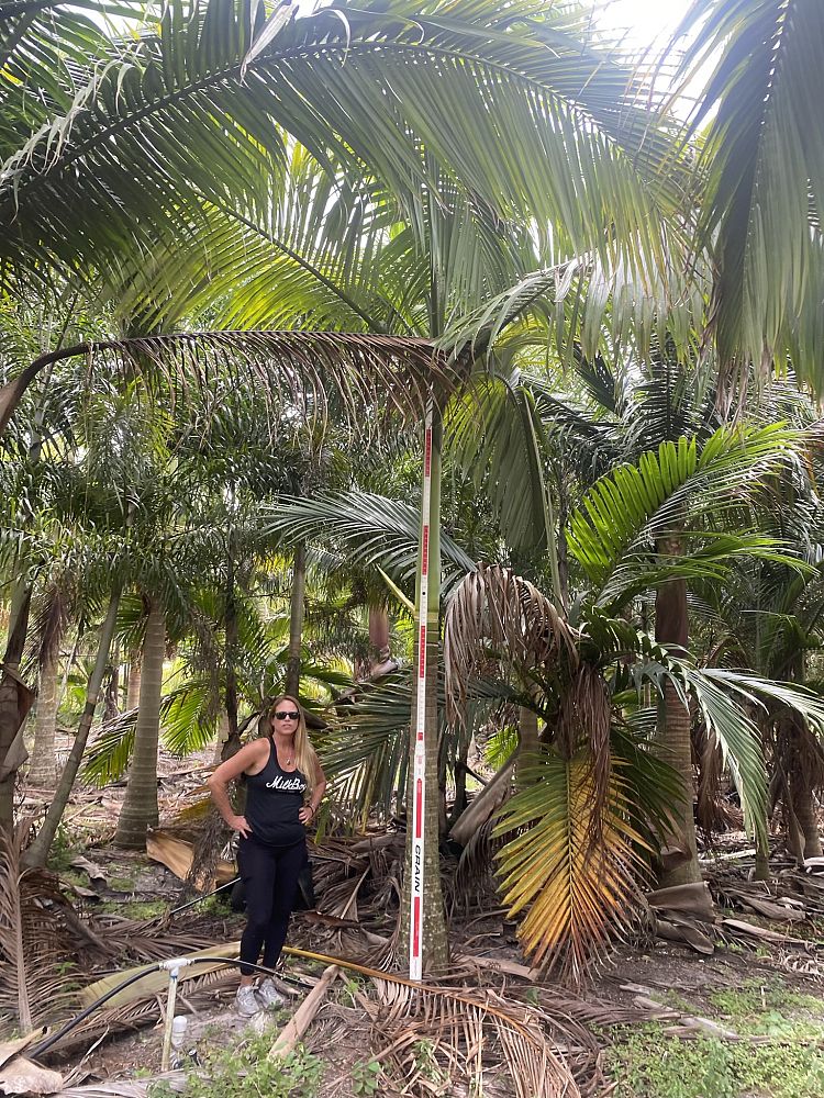 archontophoenix-alexandrae-king-alexander-palm