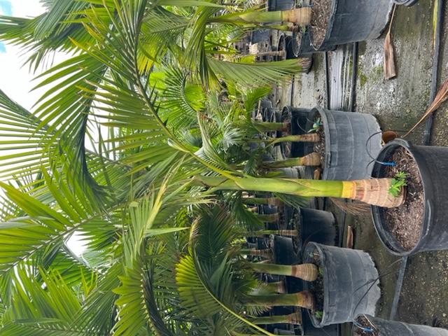 archontophoenix-alexandrae-king-alexander-palm