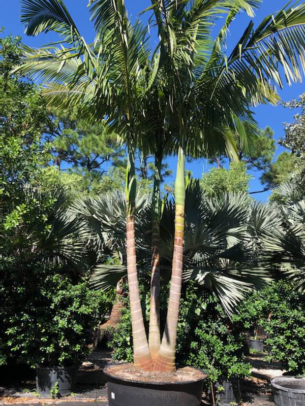 archontophoenix-alexandrae-king-alexander-palm