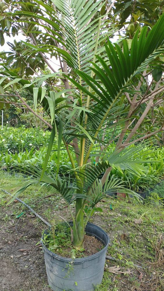 archontophoenix-alexandrae-king-alexander-palm