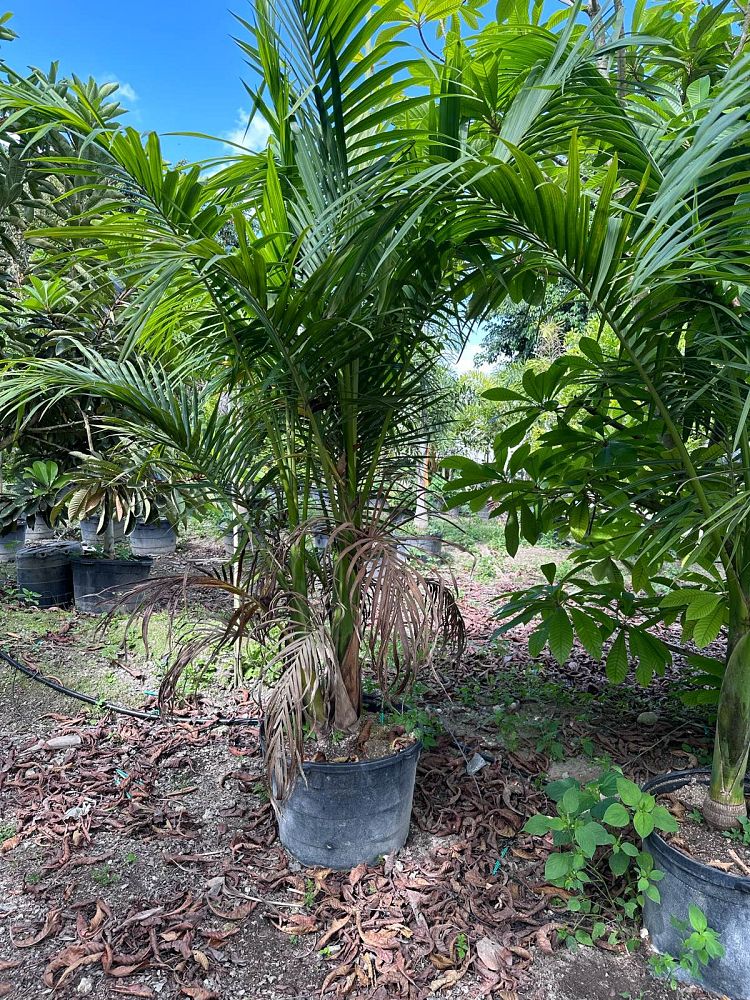 archontophoenix-alexandrae-king-alexander-palm