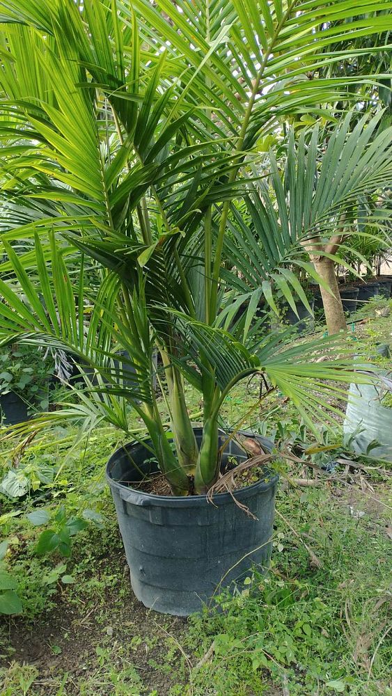 archontophoenix-alexandrae-king-alexander-palm