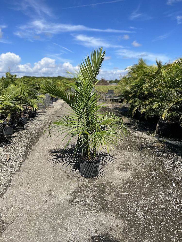 archontophoenix-alexandrae-king-alexander-palm