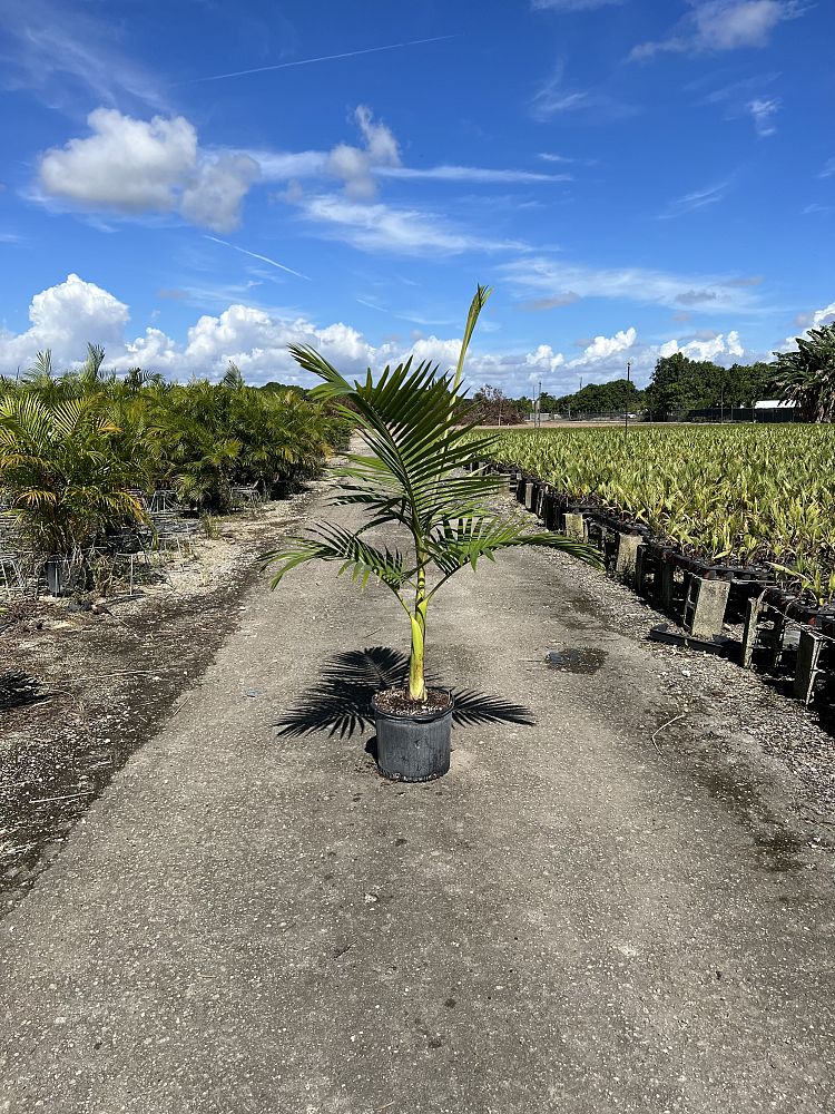 archontophoenix-alexandrae-king-alexander-palm