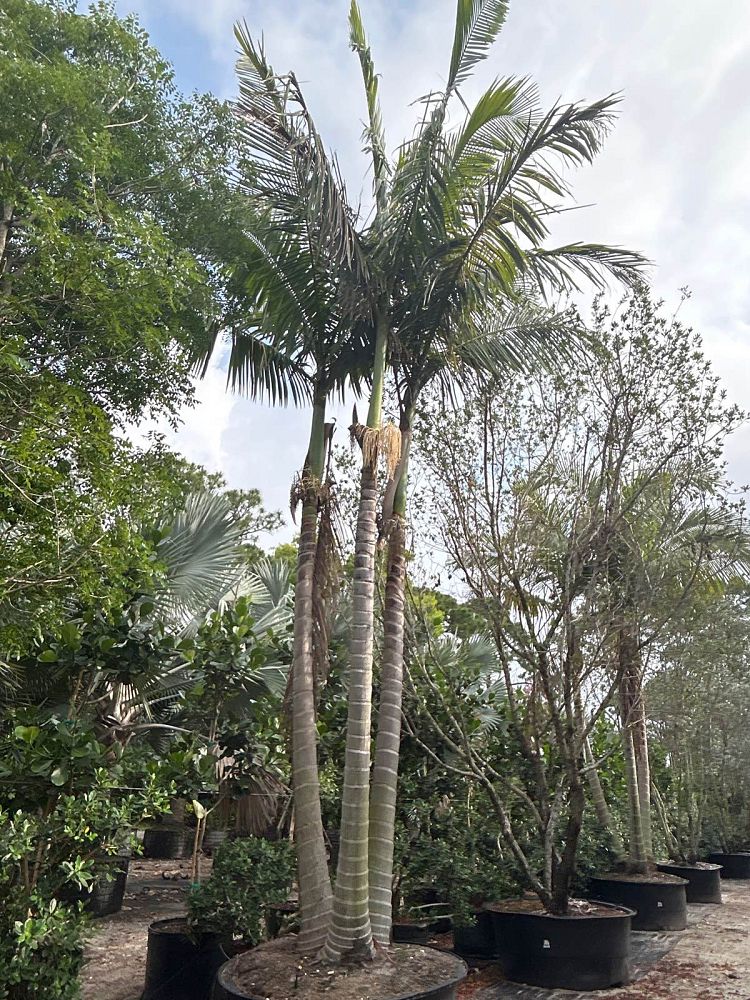 archontophoenix-alexandrae-king-alexander-palm