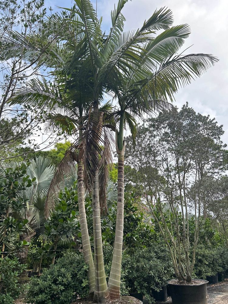 archontophoenix-alexandrae-king-alexander-palm