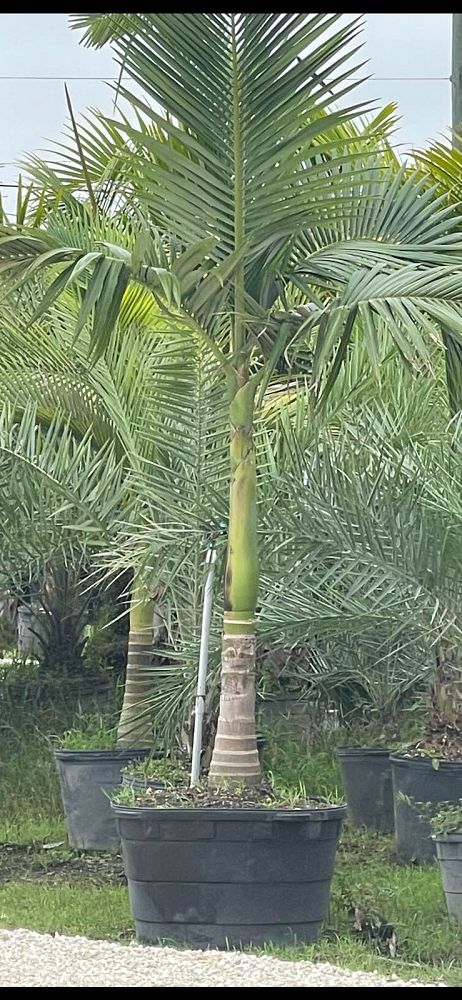 archontophoenix-alexandrae-king-alexander-palm
