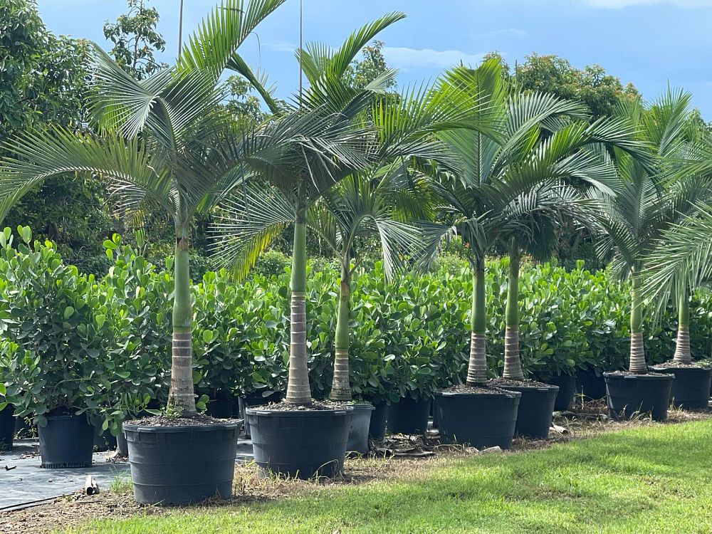 archontophoenix-alexandrae-king-alexander-palm