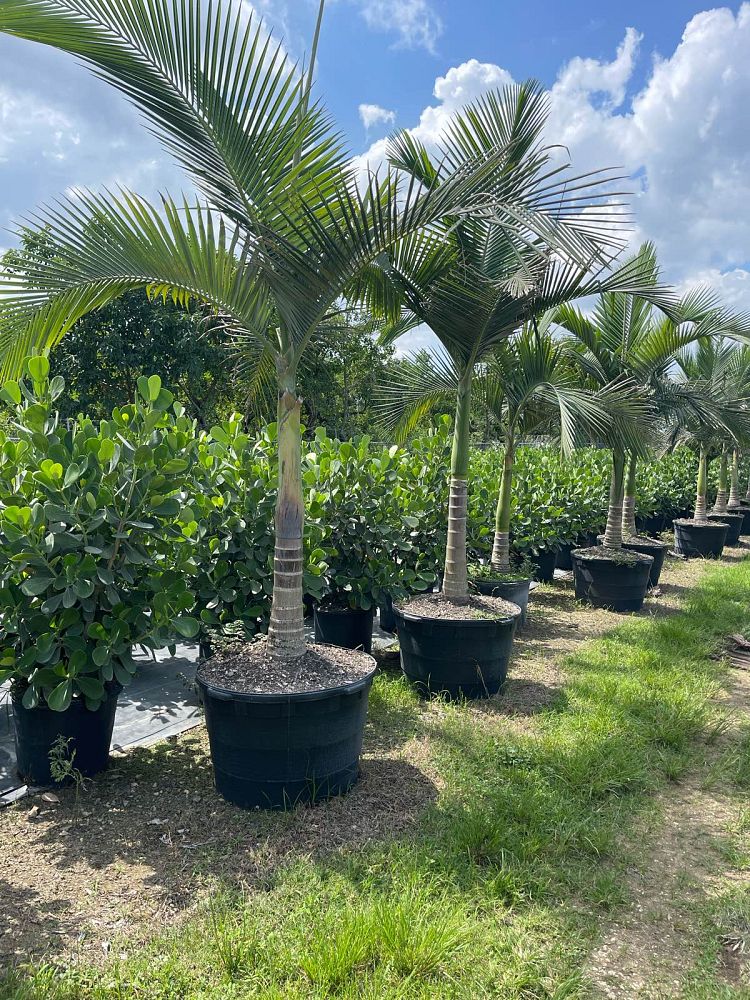 archontophoenix-alexandrae-king-alexander-palm