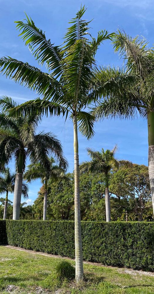 archontophoenix-alexandrae-king-alexander-palm