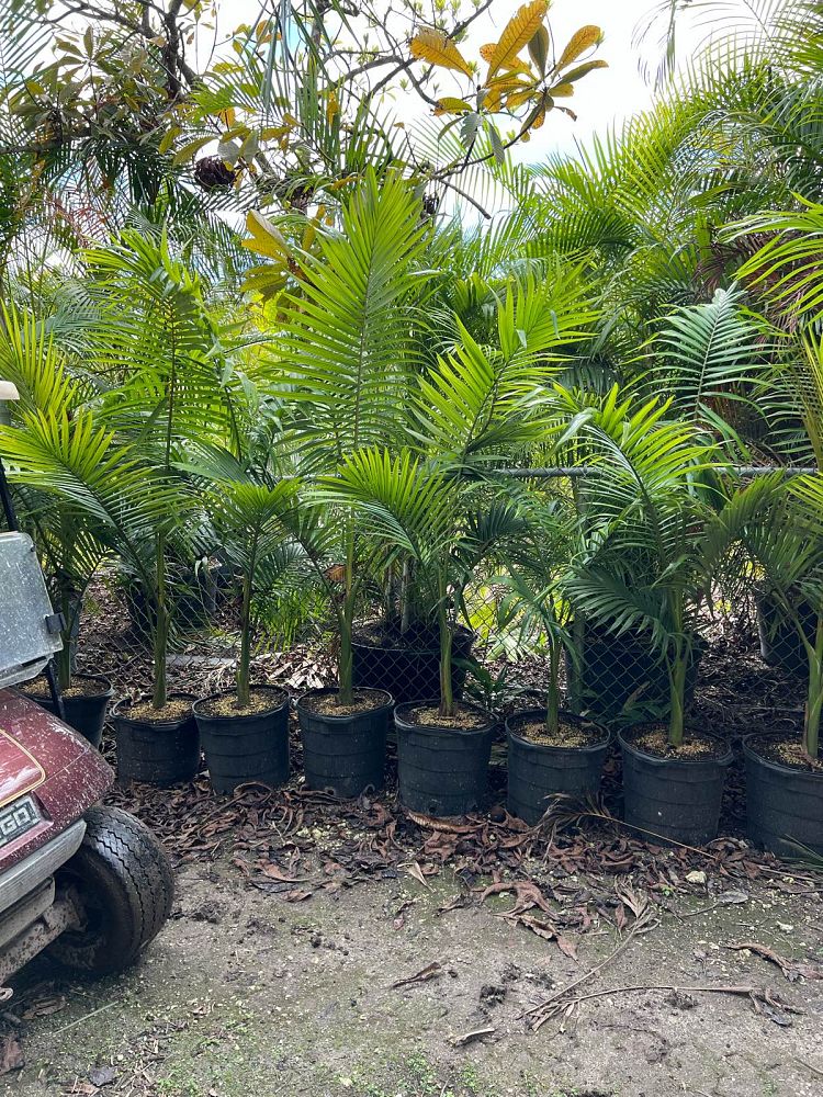 archontophoenix-alexandrae-king-alexander-palm