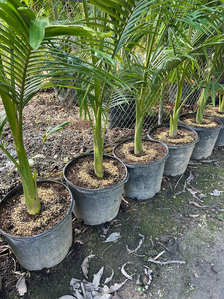 archontophoenix-alexandrae-king-alexander-palm