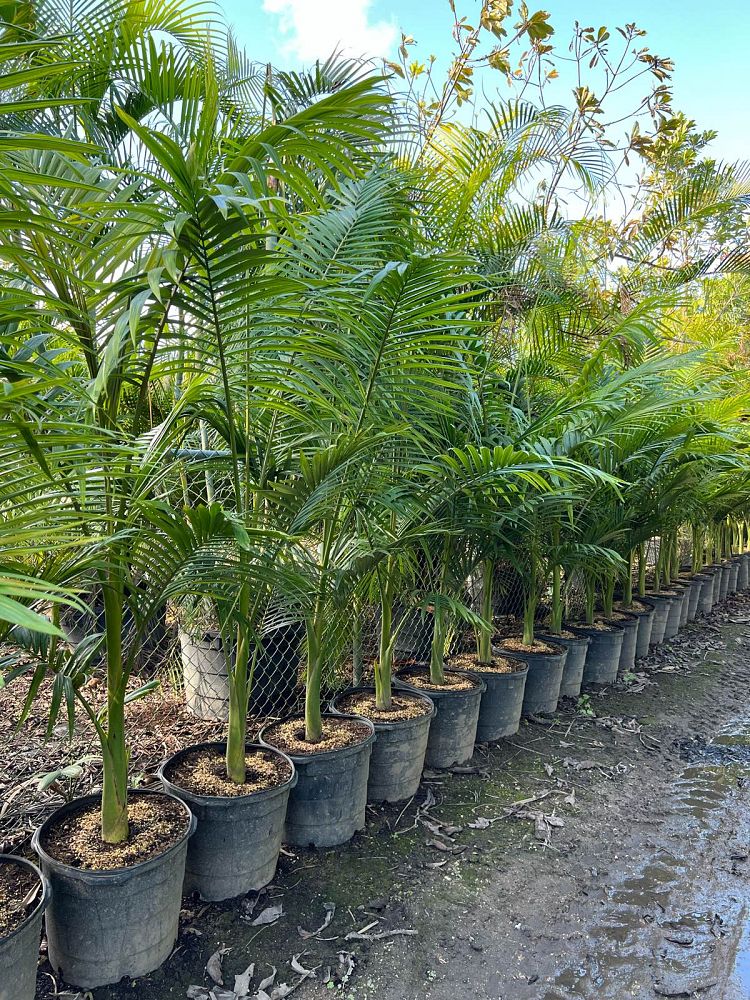 archontophoenix-alexandrae-king-alexander-palm