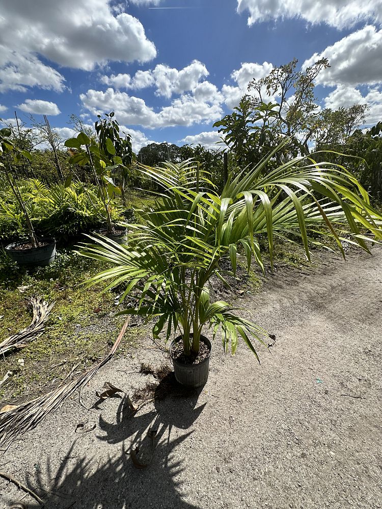 archontophoenix-alexandrae-king-alexander-palm