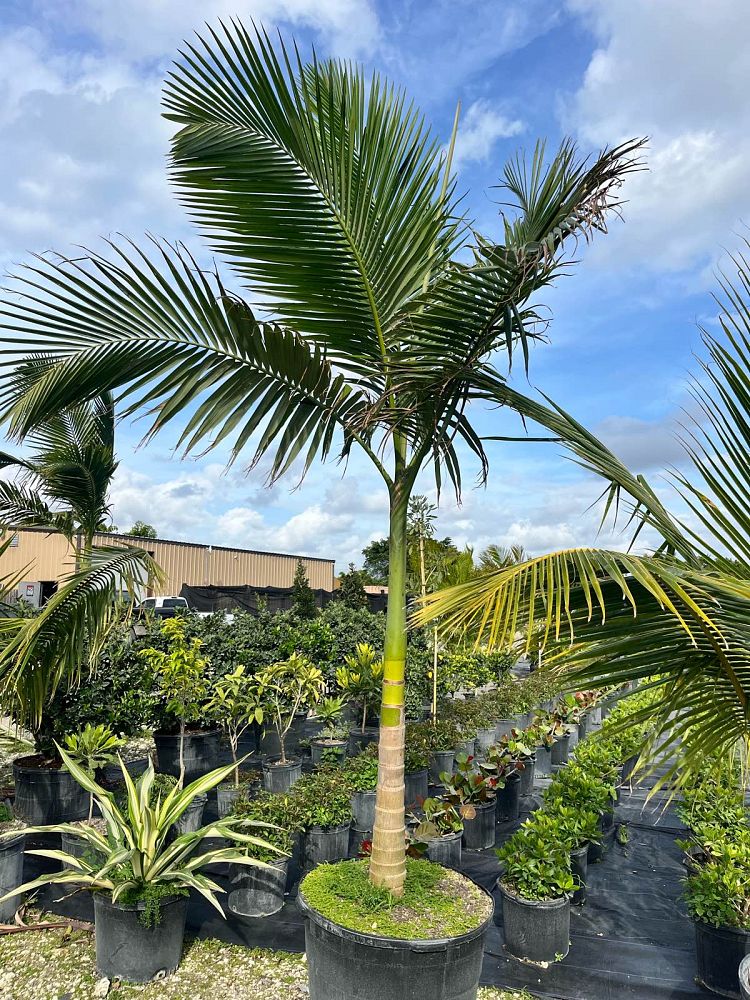 archontophoenix-alexandrae-king-alexander-palm