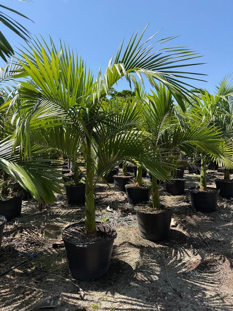 archontophoenix-alexandrae-king-alexander-palm